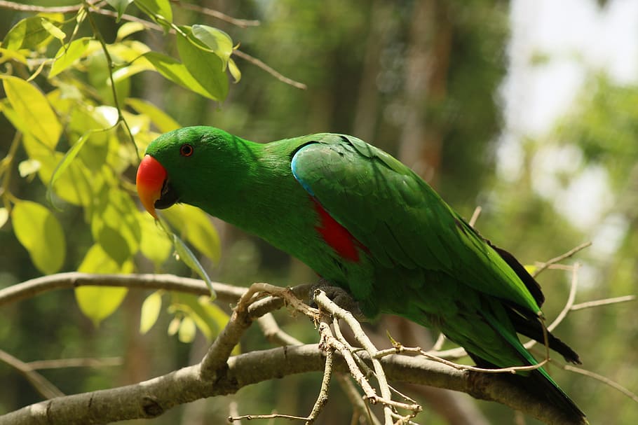 Parrot, Feather, Bird, Wildlife, green, nature, beak, animal HD wallpaper