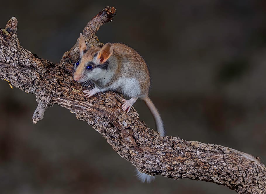 dark, tree, branch, wood, squirrel, animal, blue, animal themes HD wallpaper