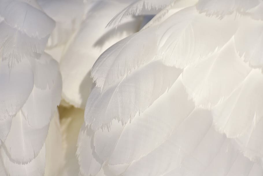 white feather, swan, plumage, animal world, bird, swans, water HD wallpaper