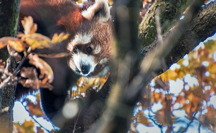 red panda, cute, climbs, tree, autumn, leaves, animal world HD wallpaper