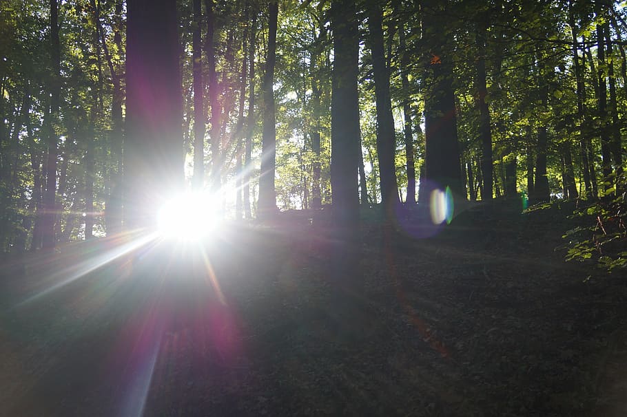 sun, sunbeam, aperture stain, rays, nature, forest, trees, plant, HD wallpaper