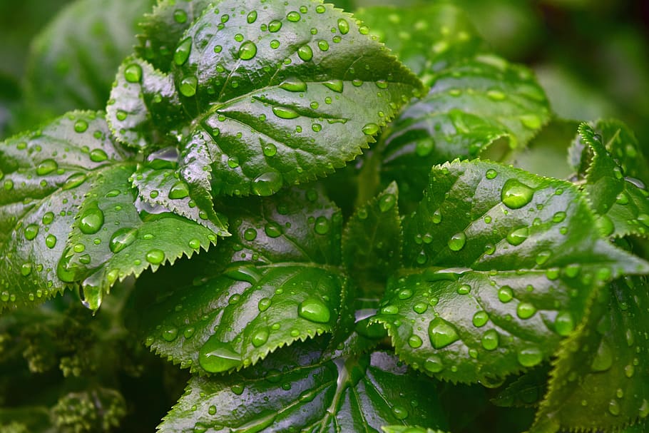 Rain Drops on Green Leaf Plant Close Up Photography, color, colour HD wallpaper