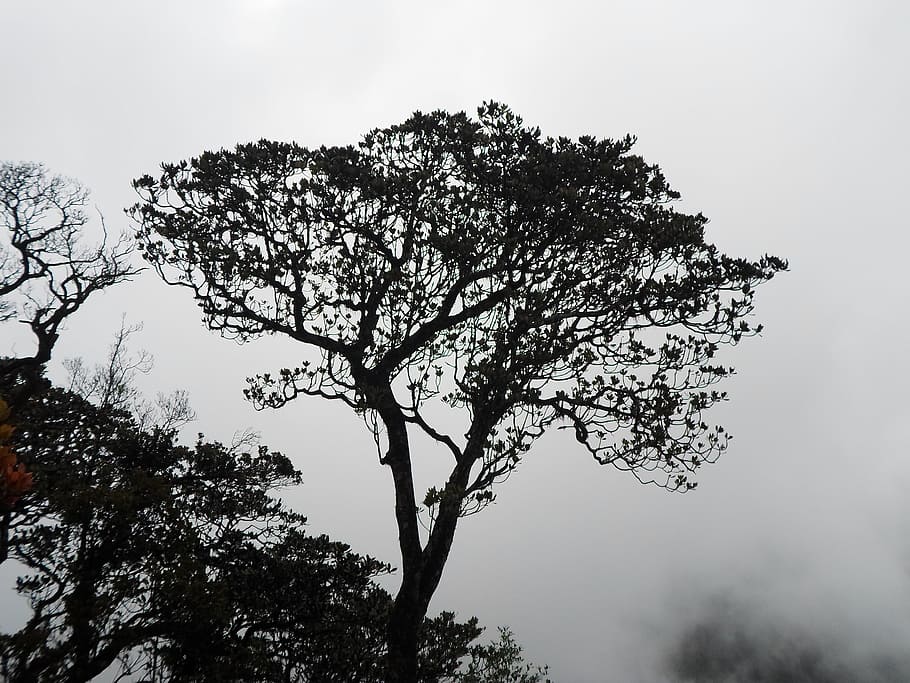 silhouette of tree during daytime, organic, cool, agriculture HD wallpaper