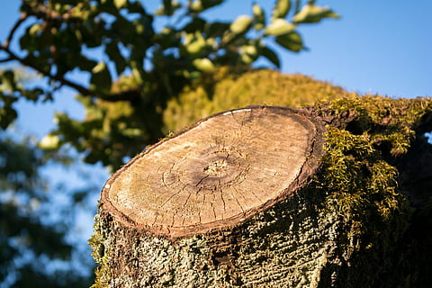 aststumpf, tree stump, sawed off, wood, forest, log, bark, forestry HD wallpaper