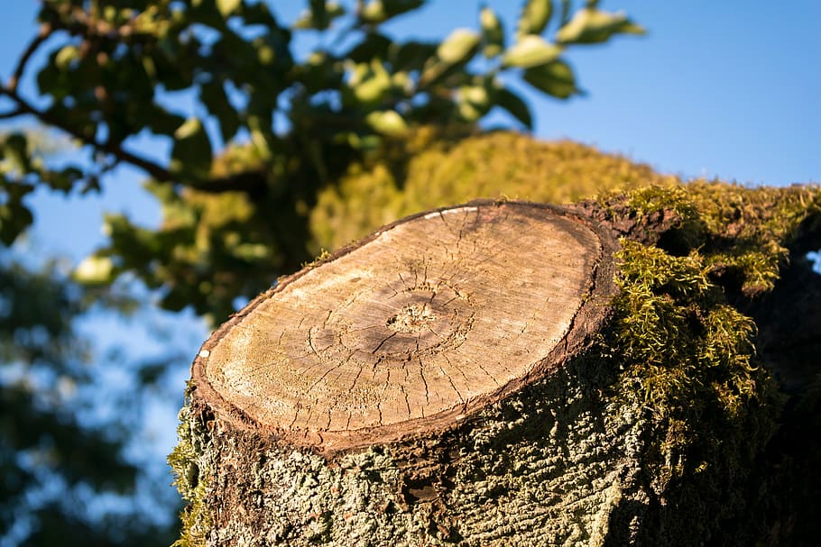 aststumpf, tree stump, sawed off, wood, forest, log, bark, forestry HD wallpaper
