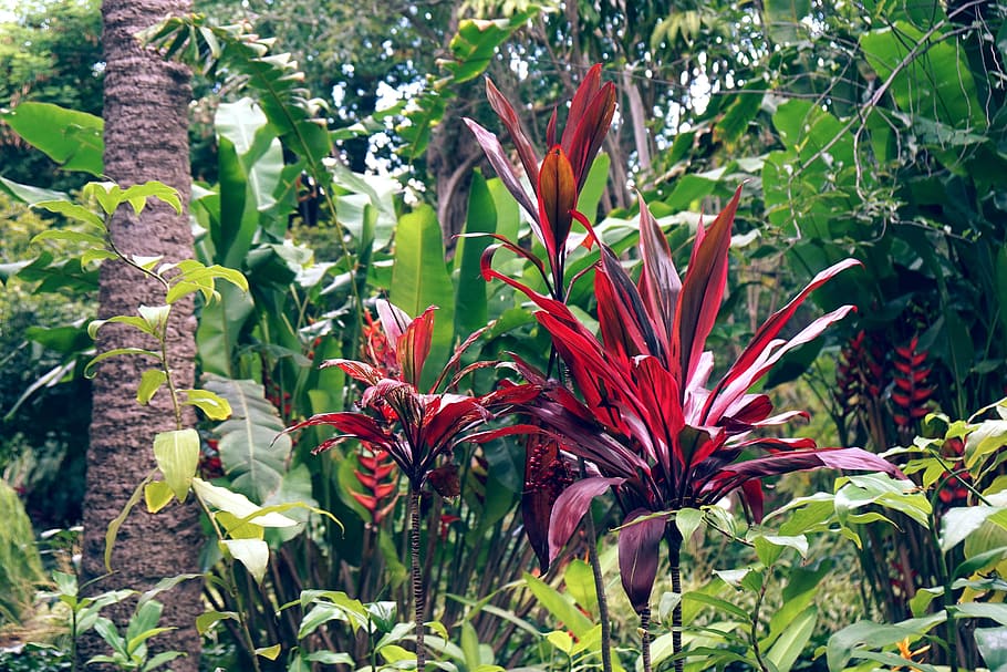 Assorted Green Plants, bloom, blooming, blossom, blur, botanical HD wallpaper