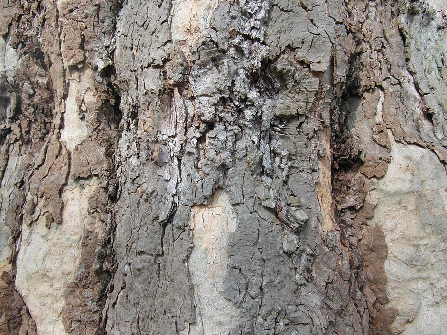Log, Tree Bark, tree trunk, textured, nature, no people, close-up HD wallpaper