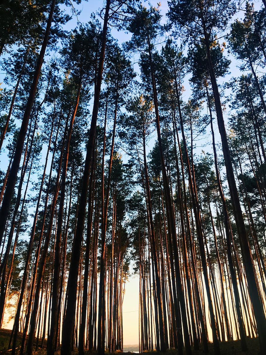 forest under blue sky during daytime, green leafed trees during daytime HD wallpaper