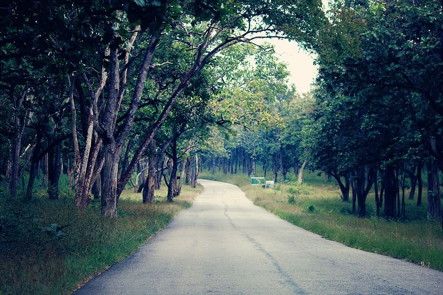 forest, road, nature, tree, landscape, green, outdoor, travel HD wallpaper