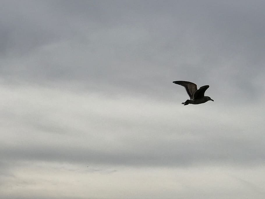 seagull, flying bird, cloudy sky, animal themes, animal wildlife HD wallpaper