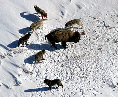 pack of wolves hunting, wolf, bison, buffalo, surrounded, ready to attack HD wallpaper
