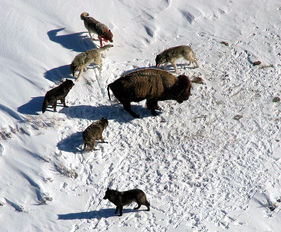 pack of wolves hunting, wolf, bison, buffalo, surrounded, ready to attack