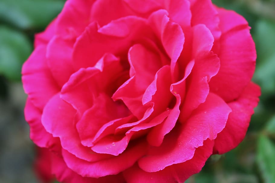 red flower in bloom, rose, garden, elegant, floral, love, petal HD wallpaper