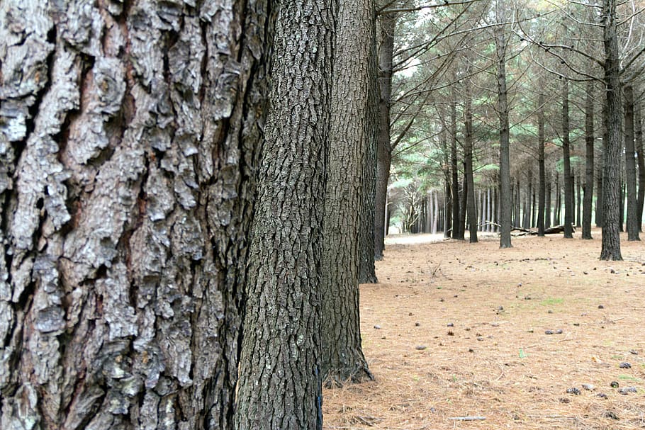 forrest, tree, environment, pattern, outdoor, nature, forest HD wallpaper