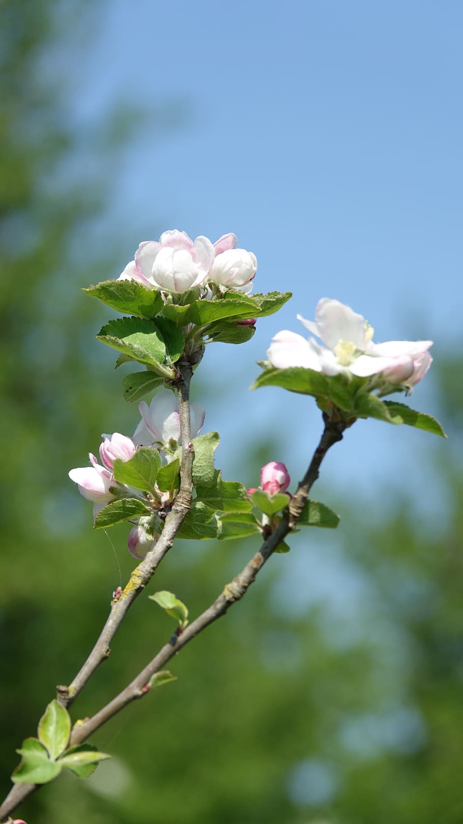 nature, tree, leaf, flower, plant, flowering plant, growth HD wallpaper