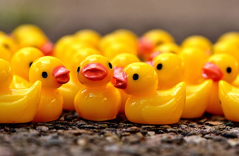 selective focus photography of rubber duckling toys, Ducky HD wallpaper