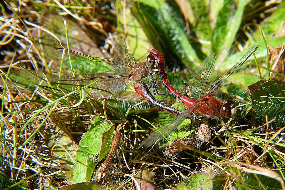 Dragonfly, Insect, Nature, Macro, red dragonfly, close-up, meadow HD wallpaper