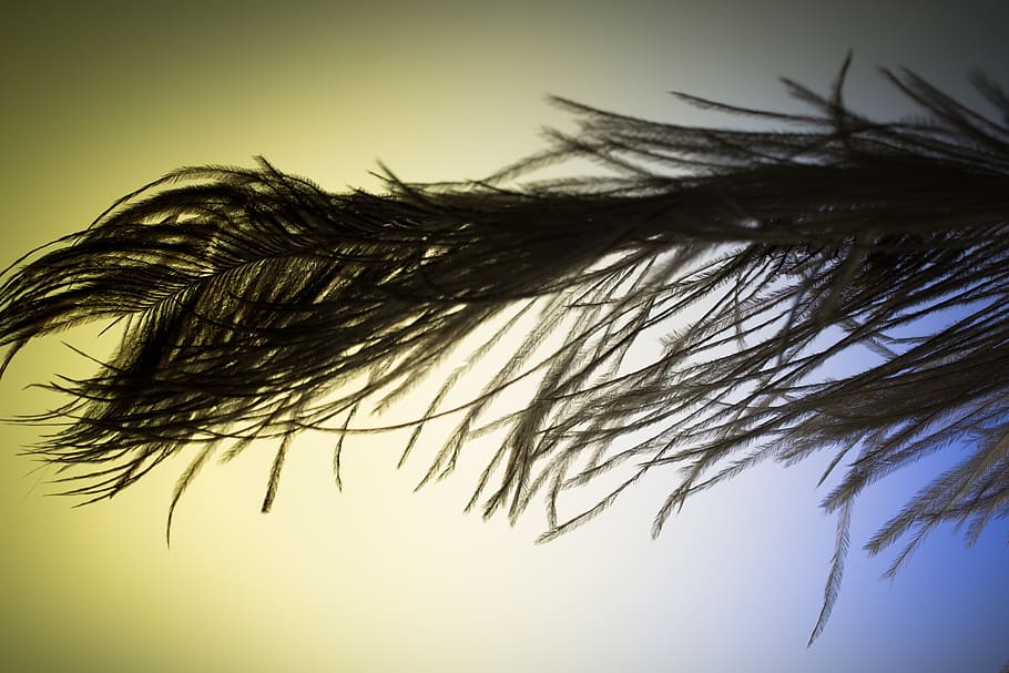 strauss spring, ease, close, bird feather, spring dress, plumage HD wallpaper
