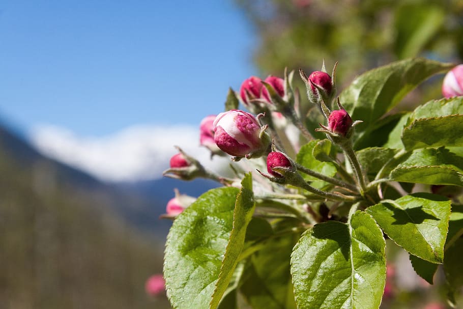 Apple Blossom, Trellis, Bloom, bud, flowers, spring, lenz, one HD wallpaper