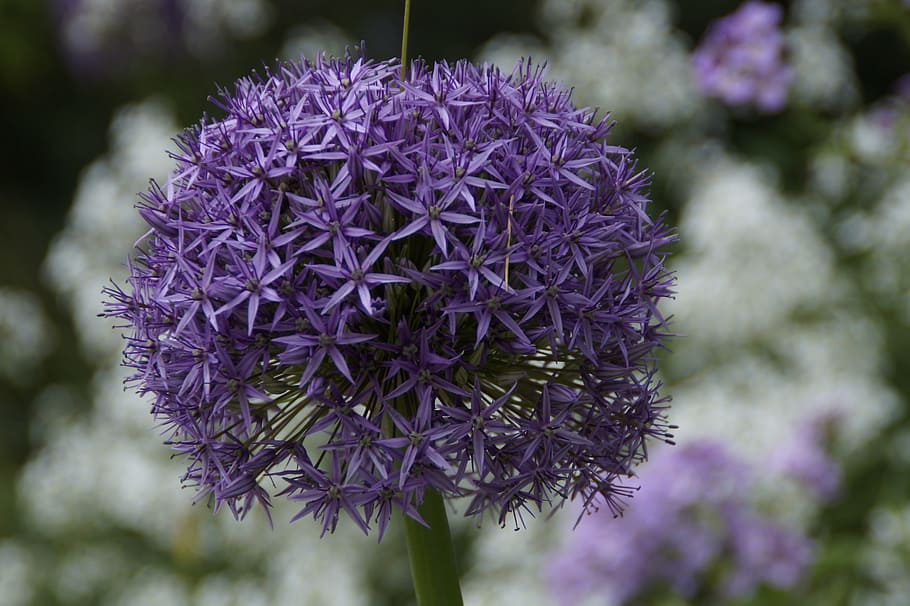 Leek, Bloom, Purple, Violet, Violet, Blue, Blue, Ball, globose HD wallpaper