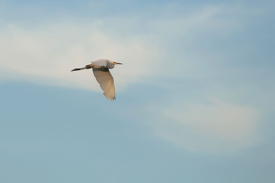 heron, birds, nature, cloud, sky, travel, flying, animals in the wild HD wallpaper