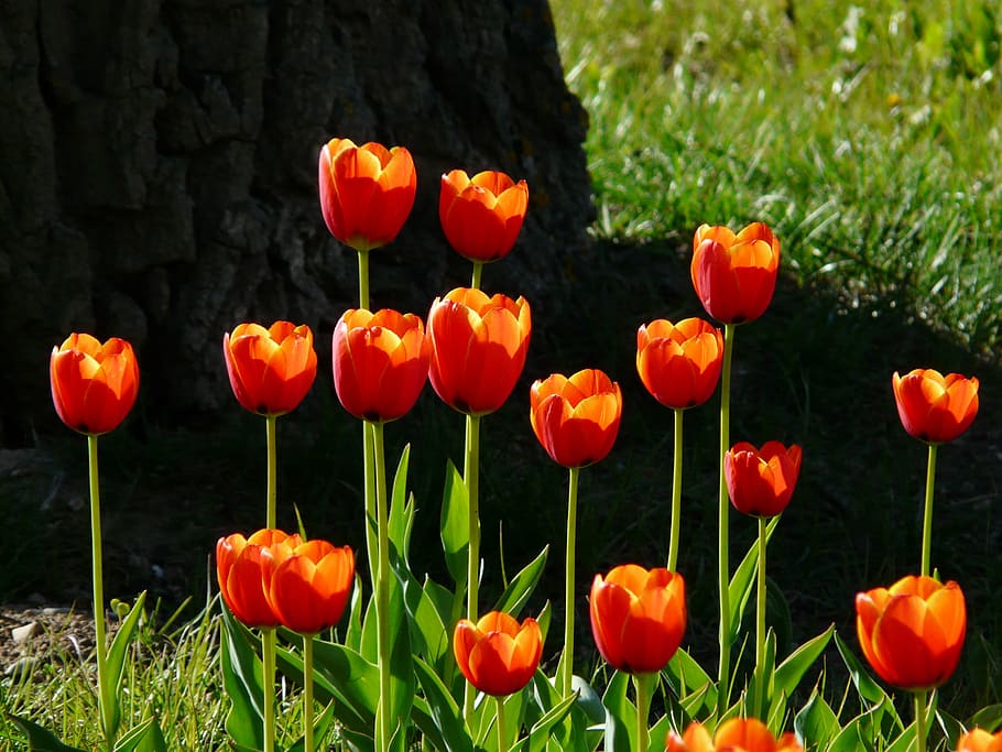 orange tulips near rock, red, back light, beautiful, tulpenbluete HD wallpaper