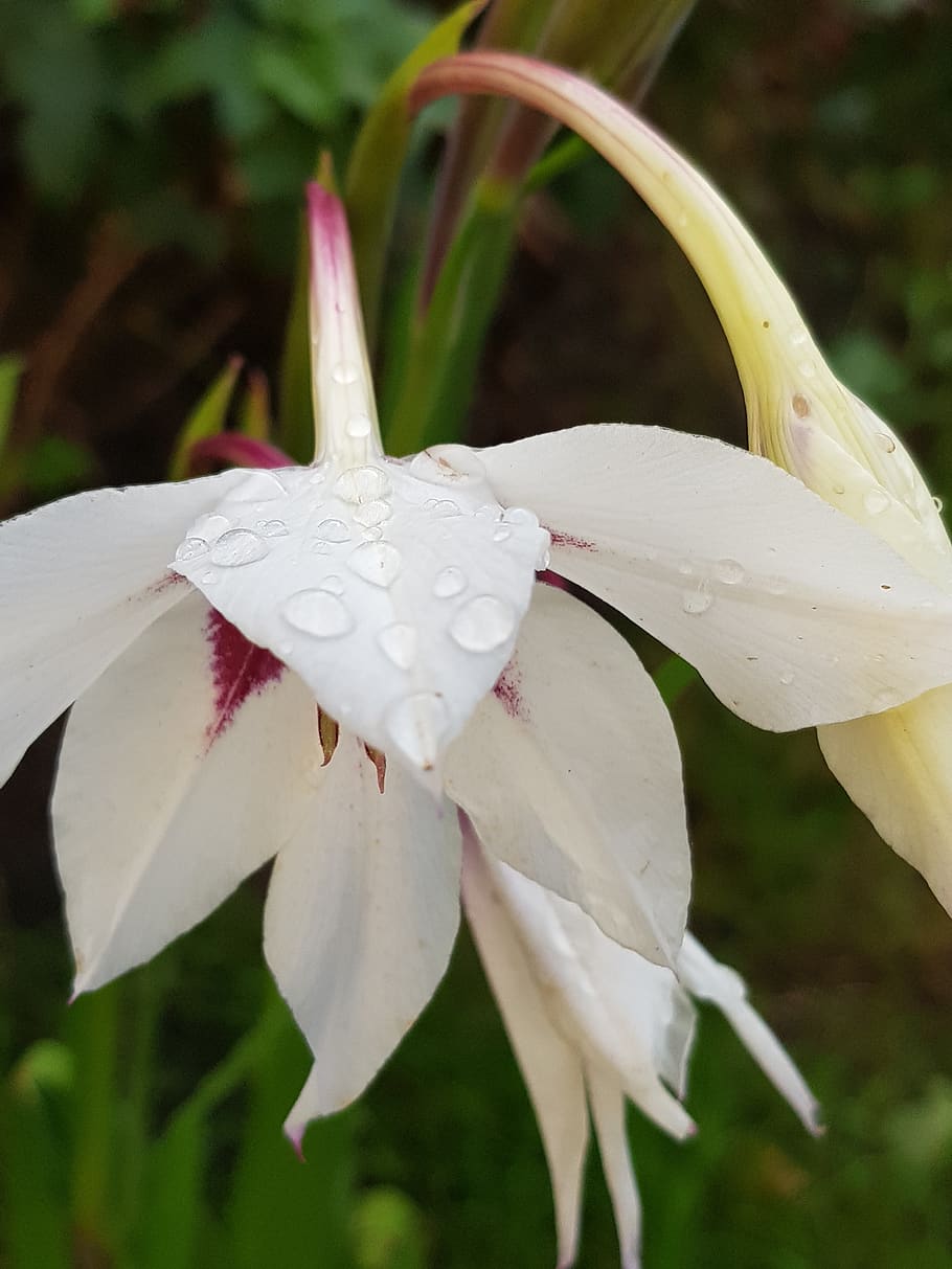 flower, nature, beautiful, flowering plant, beauty in nature HD wallpaper