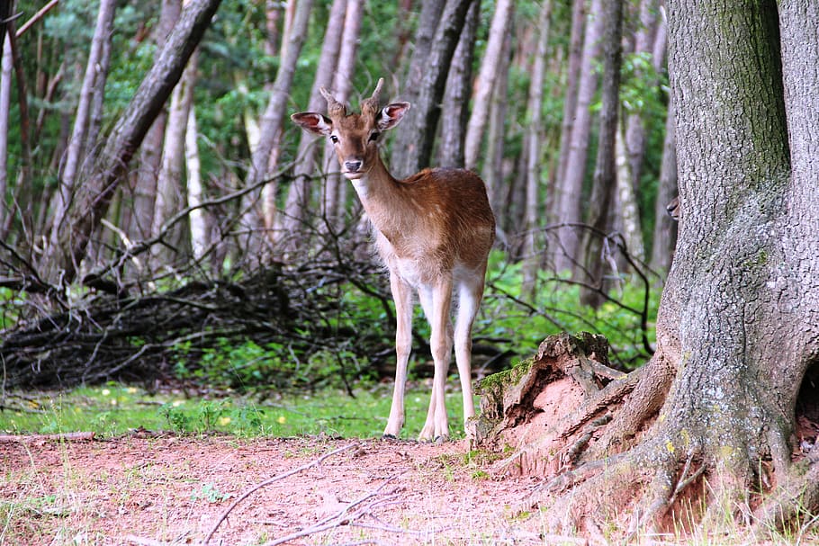Roe Deer, Deer, Forest, Nature, Wild, fallow deer, animal, scheu HD wallpaper