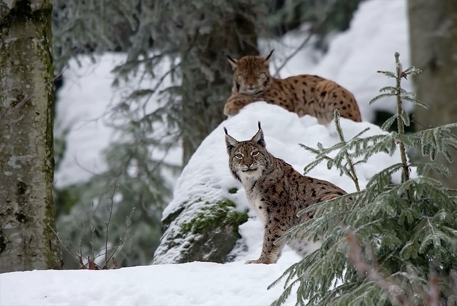 two brown Lynx, cat, snow, winter, one animal, animal wildlife HD wallpaper