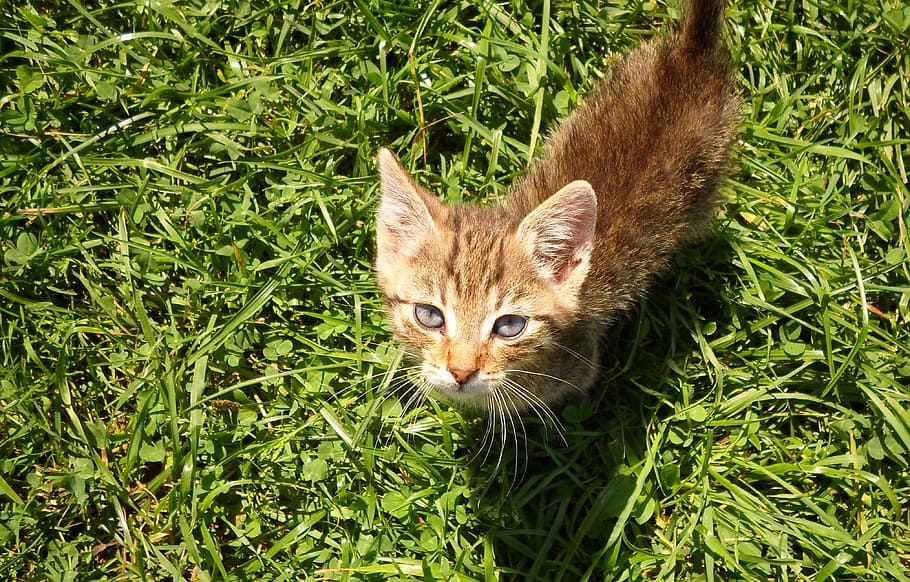 kitten, cat, pets, nature, friendly, tabby, calm, animal, domestic cat HD wallpaper
