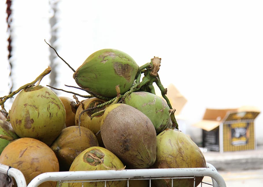 Coconuts, Tropics, drink, food and drink, healthy eating, fruit HD wallpaper