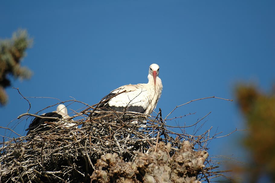 stork, nest, bird, animal Nest, nature, wildlife, white Stork HD wallpaper