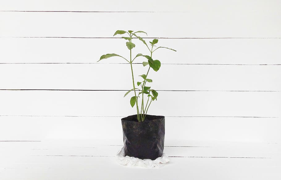 green leaf plant in pot, green plant in a black pot, baf, soil HD wallpaper
