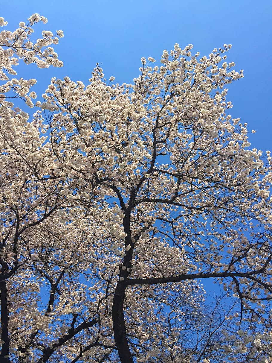 sakura, spring, japan, blossom, cherry, japanese, cherry blossoms HD wallpaper