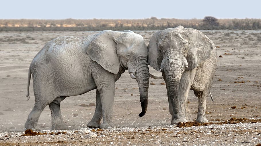 two gray elephants on gray sand under white clouds and blue sky HD wallpaper