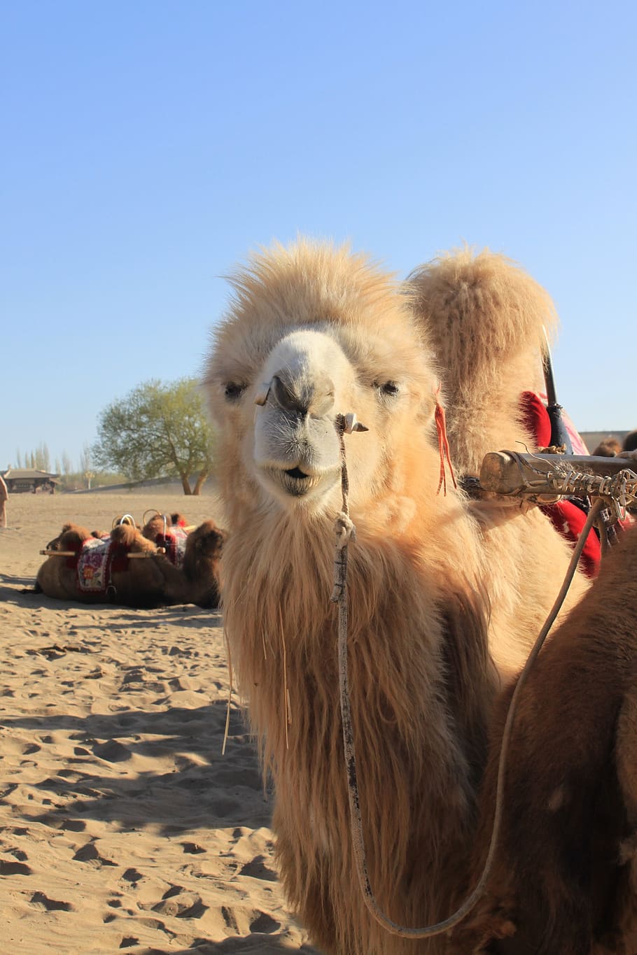 desert, camel, northwest, mammal, animal themes, vertebrate HD wallpaper