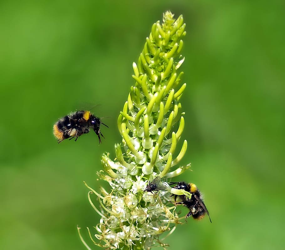 insect, nature, live, invertebrate, animal themes, animal wildlife HD wallpaper