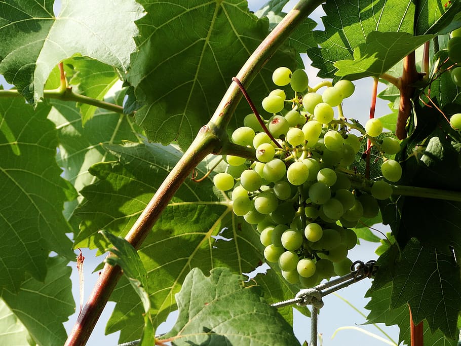 grape, green, summer, vine, fruit, agriculture, nature, food HD wallpaper