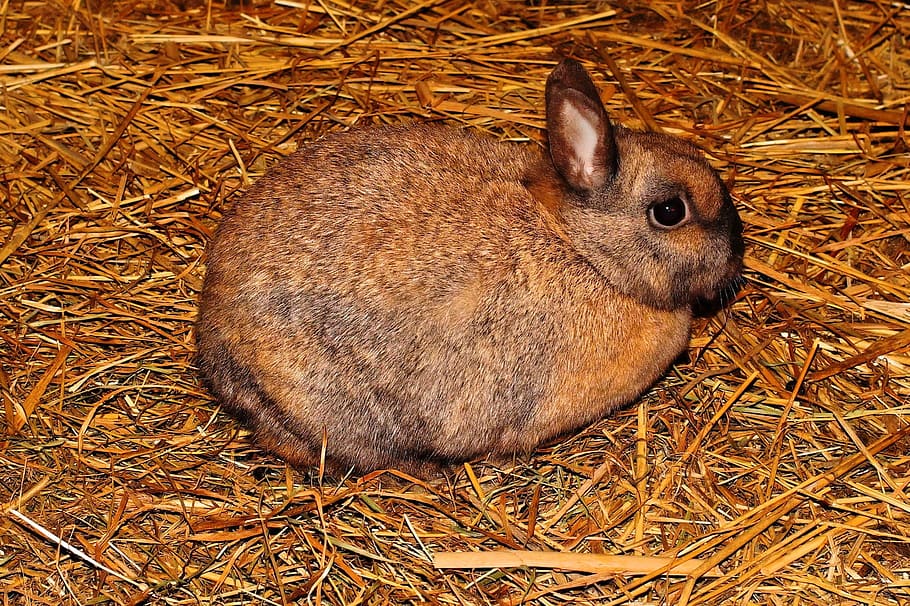 brown rabbit on brown hay, Hare, Stall, Straw, Dear, Animal HD wallpaper