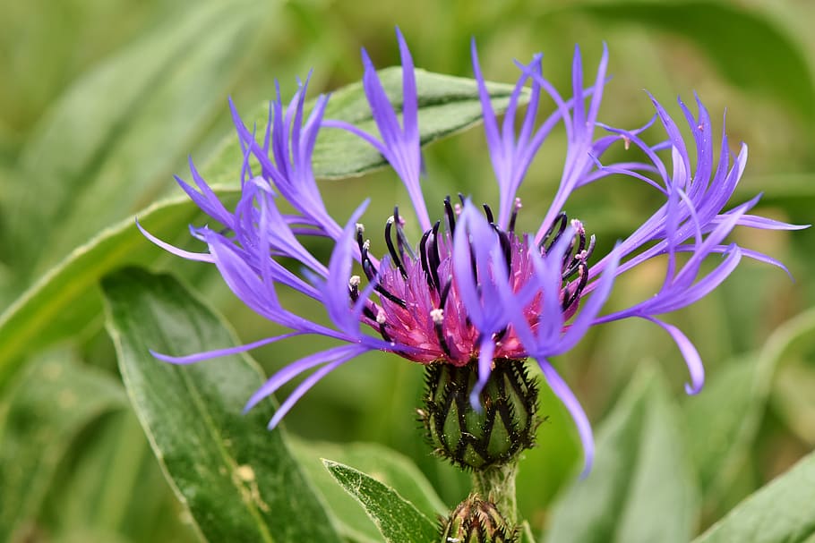 shallow focus photography of purple flower, alpine cornflower, HD wallpaper