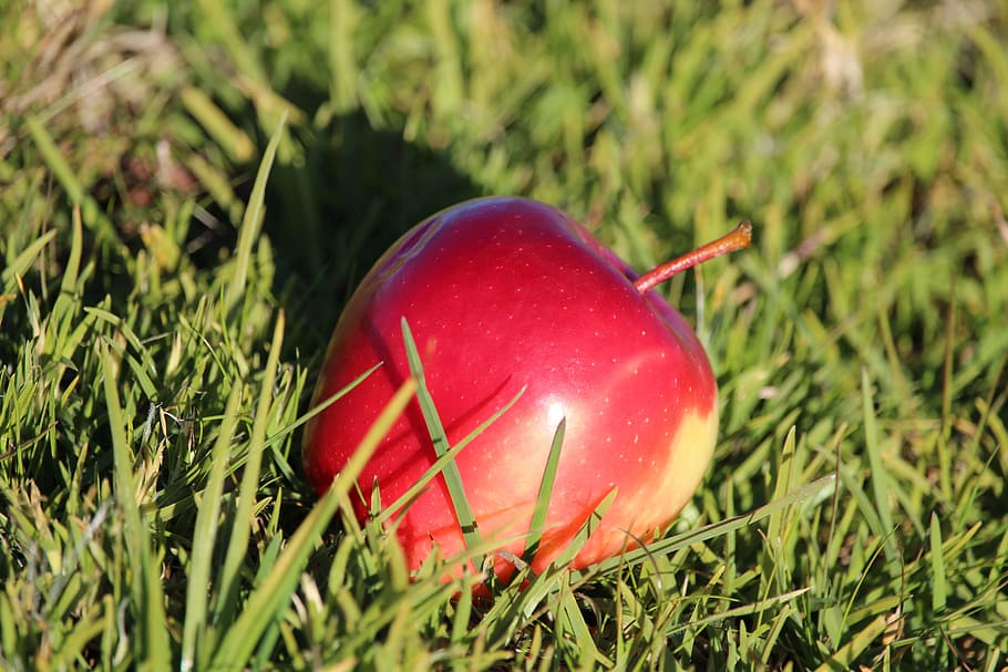 apple, red, fruit, grass, green, plant, food and drink, nature HD wallpaper