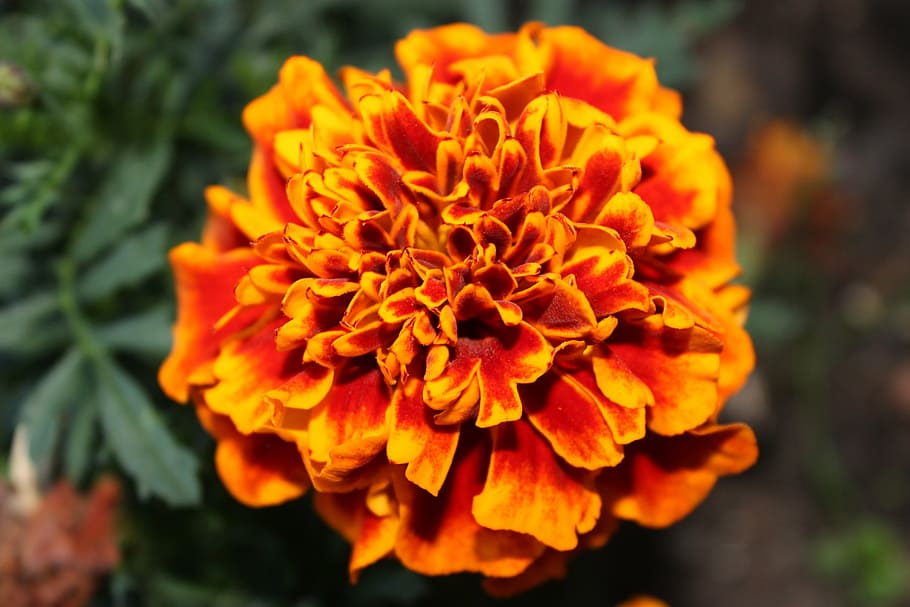 blossom, bloom, orange, close, flower, plant, nature, petal HD wallpaper