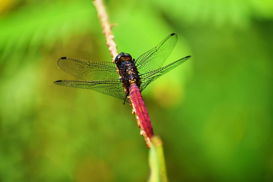 selective focus photography of red dragonfly on plant vine HD wallpaper