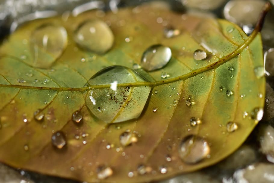waterdrop, raindrops, leaf, droplet, h2o, nature, flora, freshness HD wallpaper