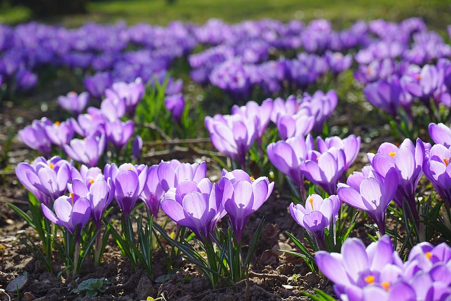 crocus, flowers, plant, spring, frühlingsblüher, violet, purple HD wallpaper