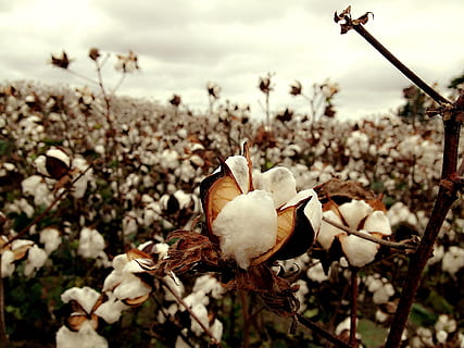 white cotton flower field at daytime, Tn, bird, nature, animals in the wild HD wallpaper