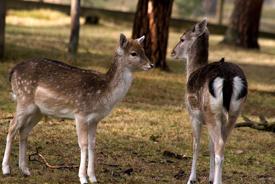 hirsch, fallow deer, forest, nature, animal, animal themes HD wallpaper