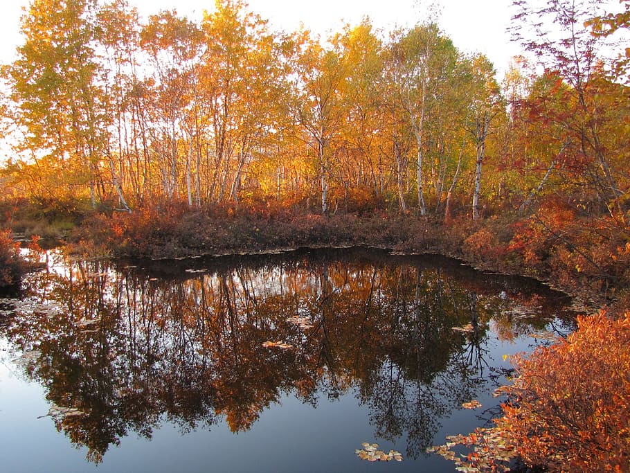 autumn, forest, lake, reflection, autumn forest, golden autumn HD wallpaper