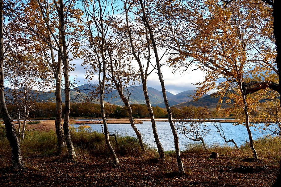 lake, forest, autumn, birch, nature, landscape, trees, water HD wallpaper