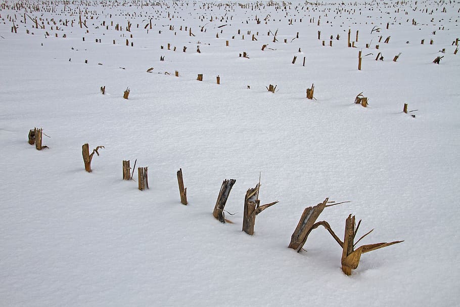 corn, strunk, cornfield, cut corn, snow, winter, cold, group of animals HD wallpaper